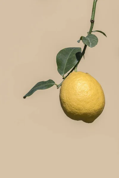 黄色のレモンの木 — ストック写真