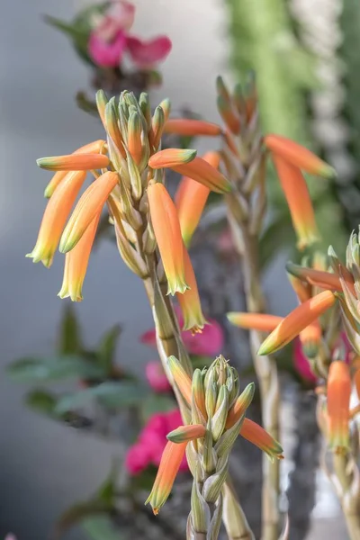 Oranje Bloemen Vaas — Stockfoto