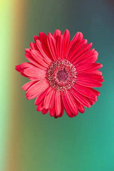 Izole Kırmızı Gerbera Papatya — Stok fotoğraf