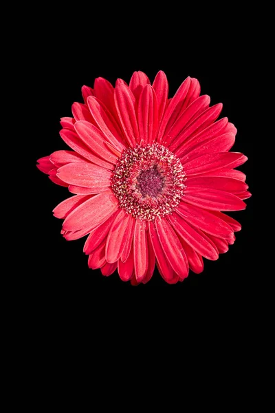 Gerberas Rojas Aisladas Sobre Negro — Foto de Stock