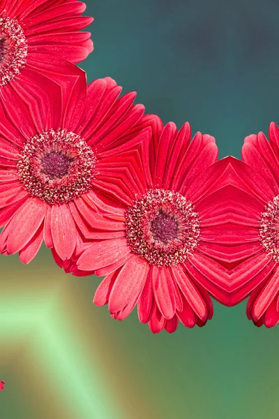 孤立的红色非洲菊雏菊 — 图库照片