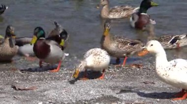 Gölde yüzmeye ördek