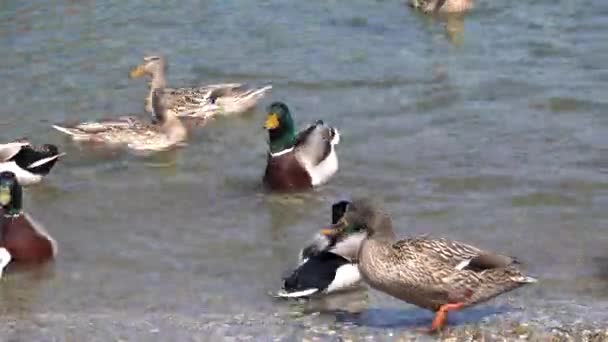 Cute kaczka pływanie po jeziorze — Wideo stockowe