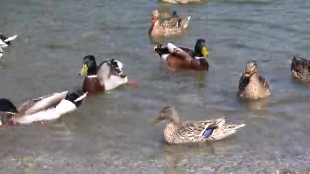 Pato nadando no lago — Vídeo de Stock