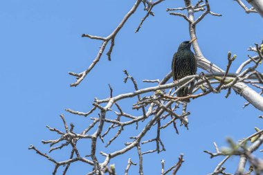 ağaçta Sturnus vulgaris kuş