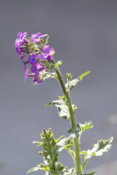 Lunaria Annua Flor Silvestre Floresta — Fotografia de Stock