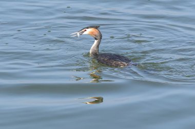 göl üzerinde büyük tepeli batağan yeme balık