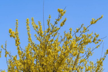 Baharda çiçeklenme sarı Forsythia