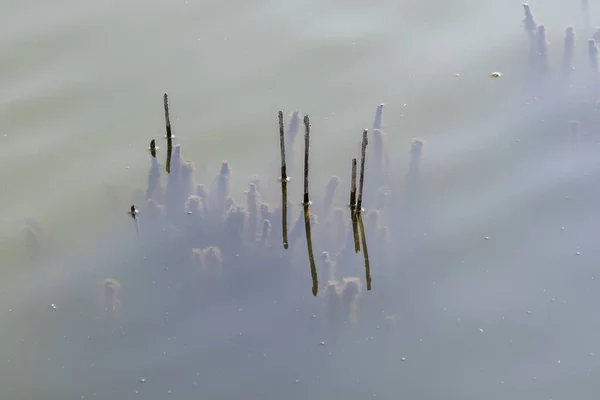 Aquatic Plants Pond — Stock Photo, Image