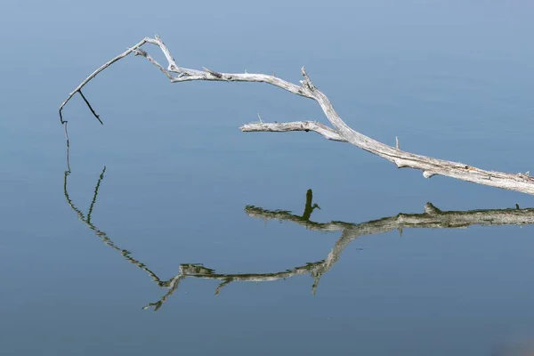 Reflexion Von Totholz Auf Dem Wasser — Stockfoto