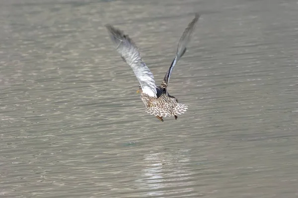 Pato Volando Lago — Foto de Stock