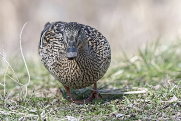 cute duck rest on meadow