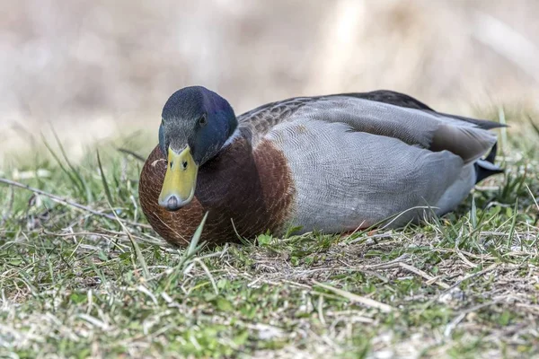 cute duck rest on meadow