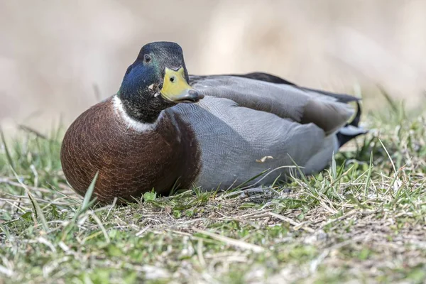 Niedliche Entenruhe Auf Der Wiese — Stockfoto