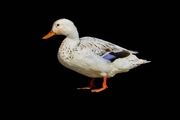 Pato Aislado Sobre Fondo Negro — Foto de Stock