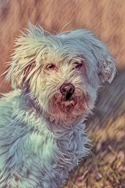 Söt Hund Park — Stockfoto