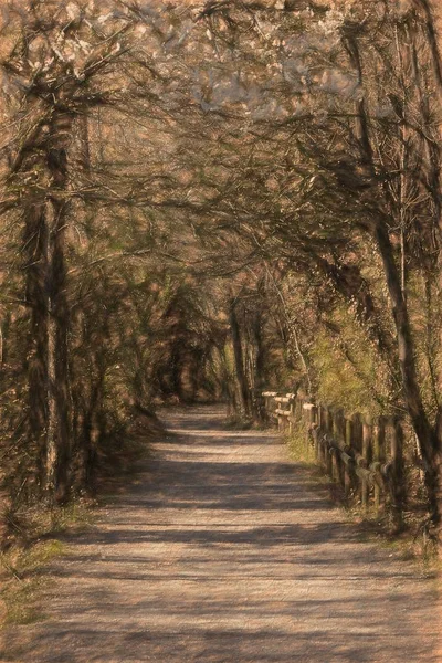 Caminar Por Bosque —  Fotos de Stock