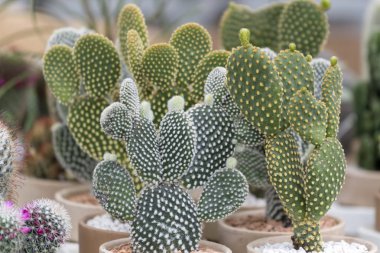 Vazoda çiçek etli bitki