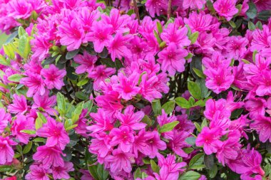 Bahçedeki pembe açelya