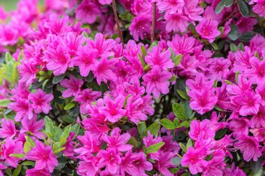 Bahçedeki pembe açelya