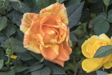 Gül bahçesinde çiçek