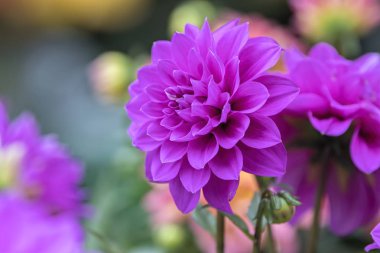 Dahlia bahçede çiçek