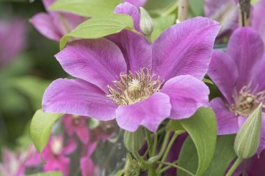 ilkbaharda çiçek clemantis çiçek