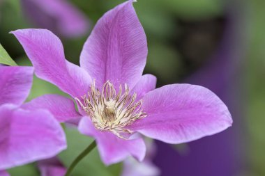 ilkbaharda çiçek clemantis çiçek