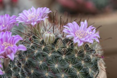 Vazoda çiçek etli bitki