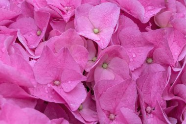 Islak pembe ortanca çiçek açmış.