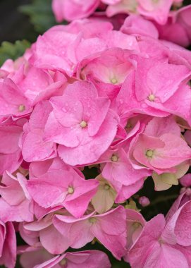 Islak pembe ortanca çiçek açmış.