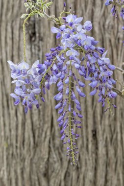 Wisteria çiçek çiçek bahçesinde