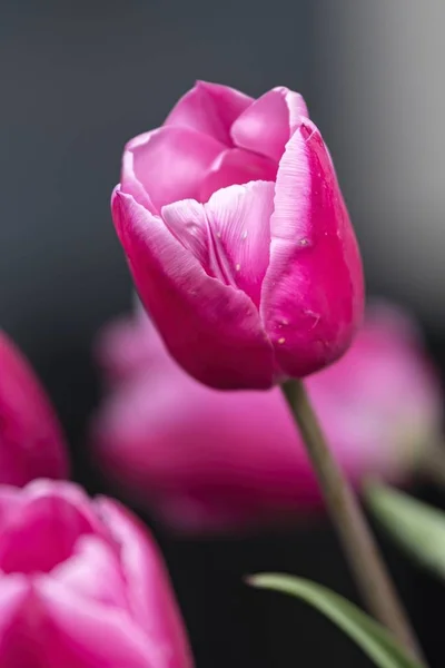 Rosa Tulpenblüte Frühling Garten — Stockfoto