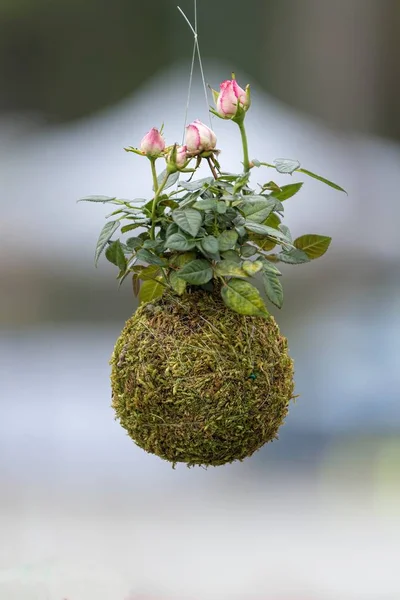 Pendurado Planta Suculenta Para Decoração — Fotografia de Stock