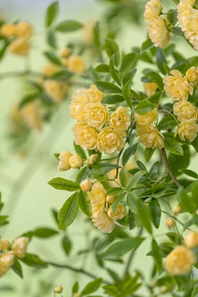 Růže Rostoucí Jarní Sezóně — Stock fotografie