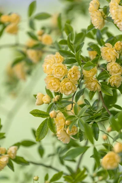 Roses Growing Spring Season — Stock Photo, Image