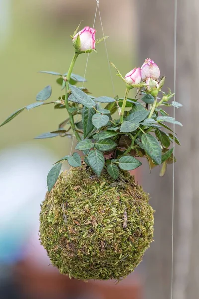 Zierpflanze Hängt Garten — Stockfoto