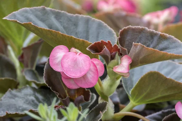 Begonia Trädgården — Stockfoto