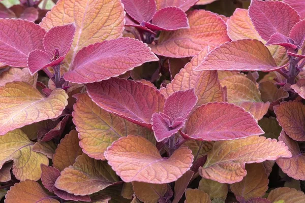 colorful decorative leaves in the garden