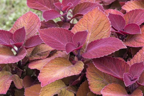 colorful decorative leaves in the garden