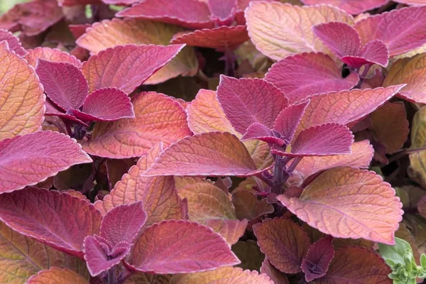 colorful decorative leaves in the garden