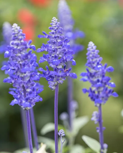 Blue Sage Flower Bloom Spring — Stock Photo, Image