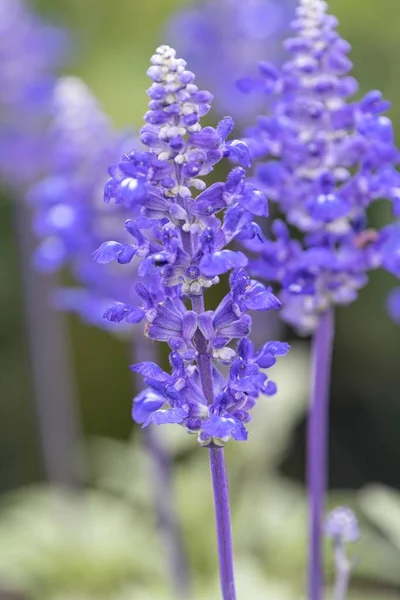 春に咲く青いセージの花 — ストック写真