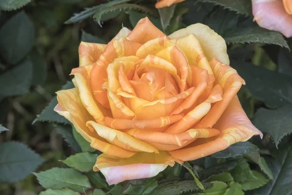 Rosa Fiore Giardino — Foto Stock