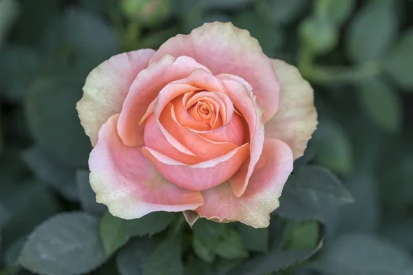 Rosarote Rose Wächst Garten — Stockfoto