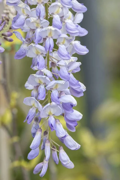 Fleur Glycine Fleurs Dans Jardin — Photo