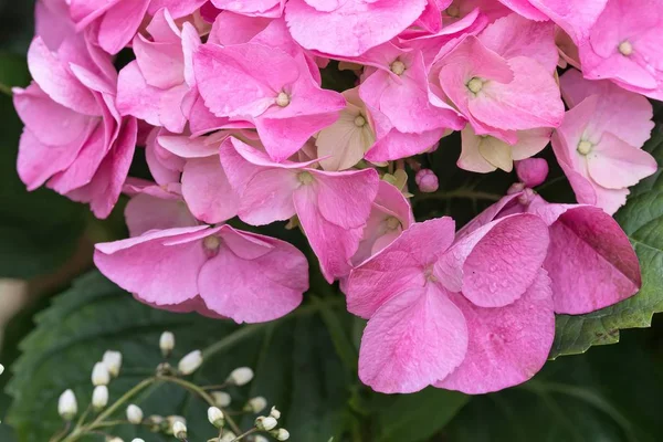Nasse Rosa Hortensie Voller Blüte — Stockfoto