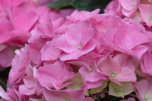 Nasse Rosa Hortensie Voller Blüte — Stockfoto