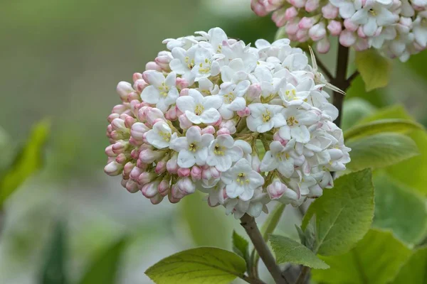 Blomma Trädgården — Stockfoto