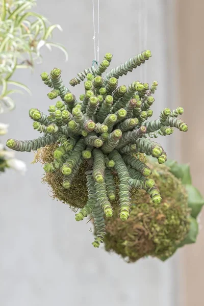 Planta Suculenta Decorativa Colgando Jardín —  Fotos de Stock